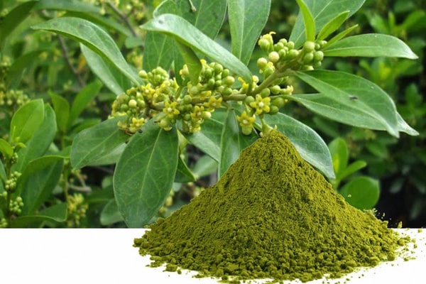 Gymnema Sylvestre