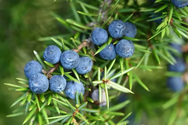 Juniper Berry Powder