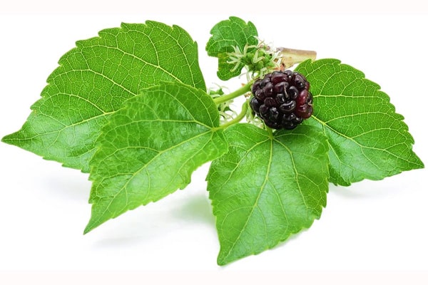 Mulberry Fruit Powder