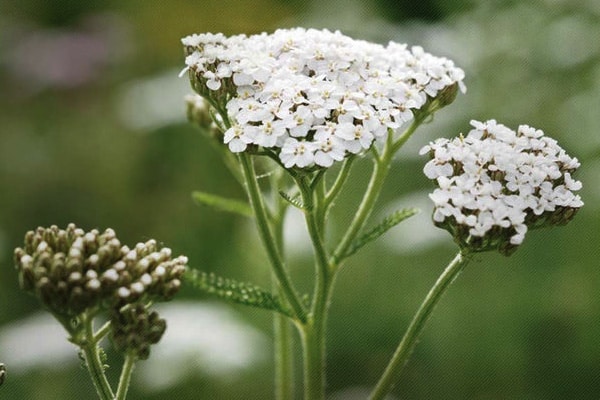 Yarrow Herb Powder